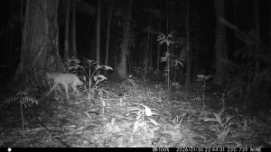 Camera Traps - January 2026