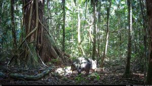 Camera Traps - January 2026