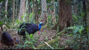 Camera Traps - January 2026