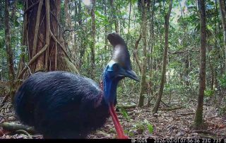 Camera Traps - February 2026