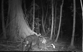 Camera Traps - February 2026