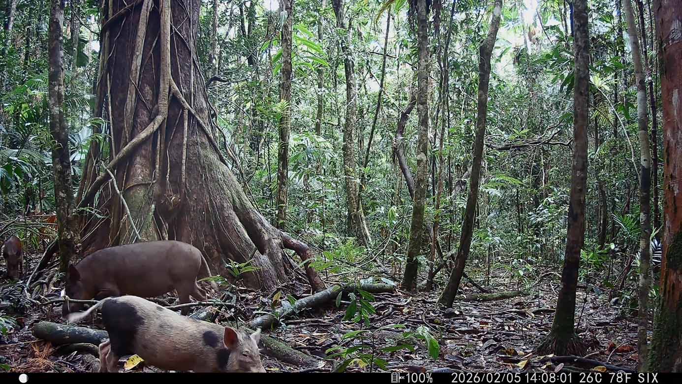 Camera Traps - February 2026