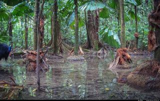 Camera Traps - February 2026