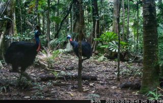Camera Traps - February 2026