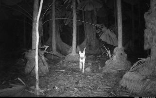 Camera Traps - February 2026