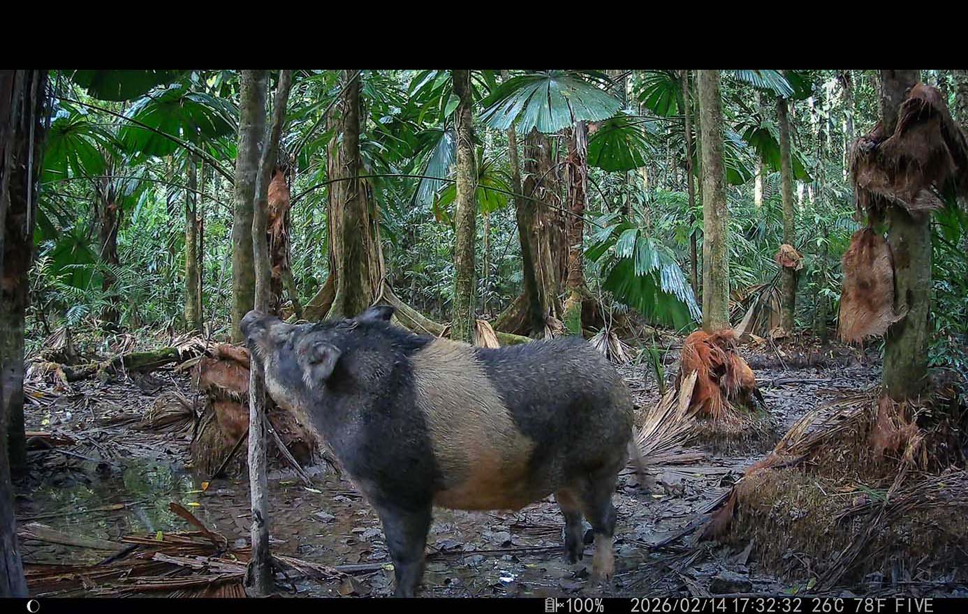 Camera Traps - February 2026