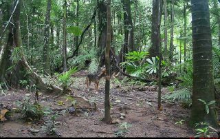 Camera Traps - March 2026