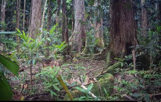 Camera Traps - March 2026