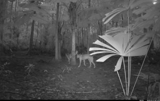 Camera Traps - March 2026