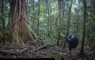 Camera Traps - March 2026