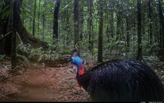 Camera Traps - March 2026