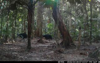 Camera Traps - March 2026