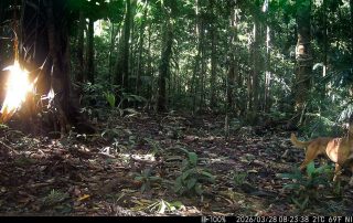 Camera Traps - March 2026