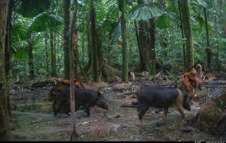 Camera Traps - March 2026