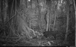 Camera Traps - March 2026