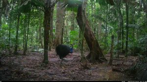 Camera Traps - April 2026