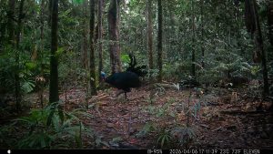 Camera Traps - April 2026