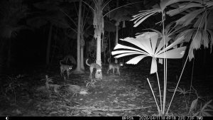 Camera Traps - April 2026