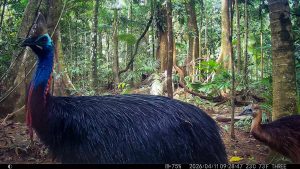 Camera Traps - April 2026