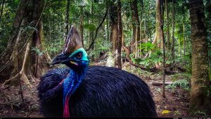 Camera Traps - April 2026