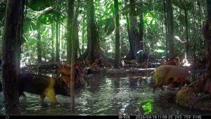 Camera Traps - April 2026