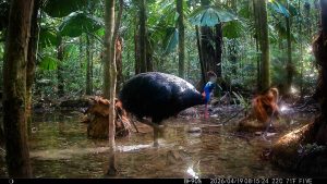 Camera Traps - April 2026