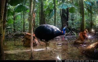Camera Traps - April 2026