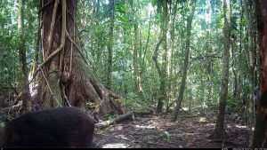 Camera Traps - April 2026