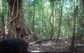 Camera Traps - April 2026