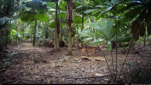 Camera Traps - April 2026