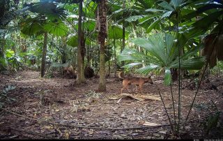 Camera Traps - April 2026