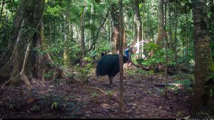 Camera Traps - April 2026