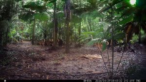 Camera Traps - April 2026