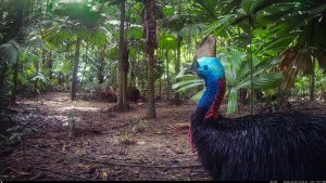 Camera Traps - April 2026