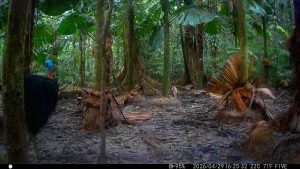 Camera Traps - April 2026