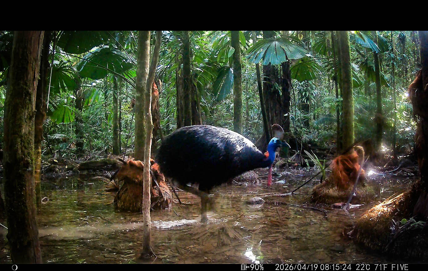 Camera Traps - April 2026