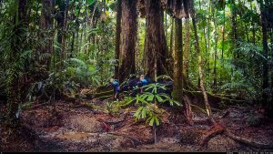 Camera Traps - May 2026