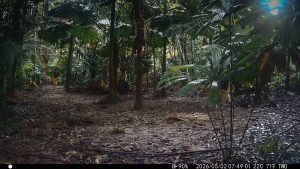 Camera Traps - May 2026