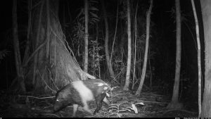 Camera Traps - May 2026