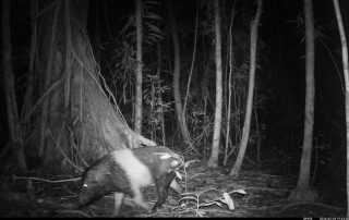 Camera Traps - May 2026