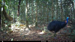 Camera Traps - May 2026