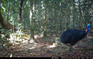 Camera Traps - May 2026