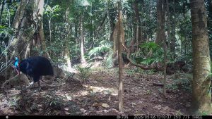 Camera Traps - May 2026