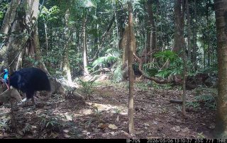 Camera Traps - May 2026