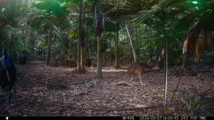 Camera Traps - May 2026