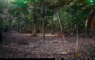 Camera Traps - May 2026