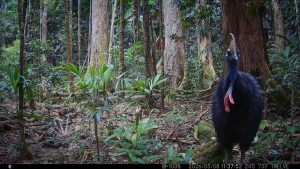 Camera Traps - May 2026