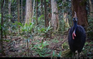 Camera Traps - May 2026