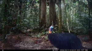 Camera Traps - May 2026