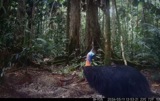 Camera Traps - May 2026